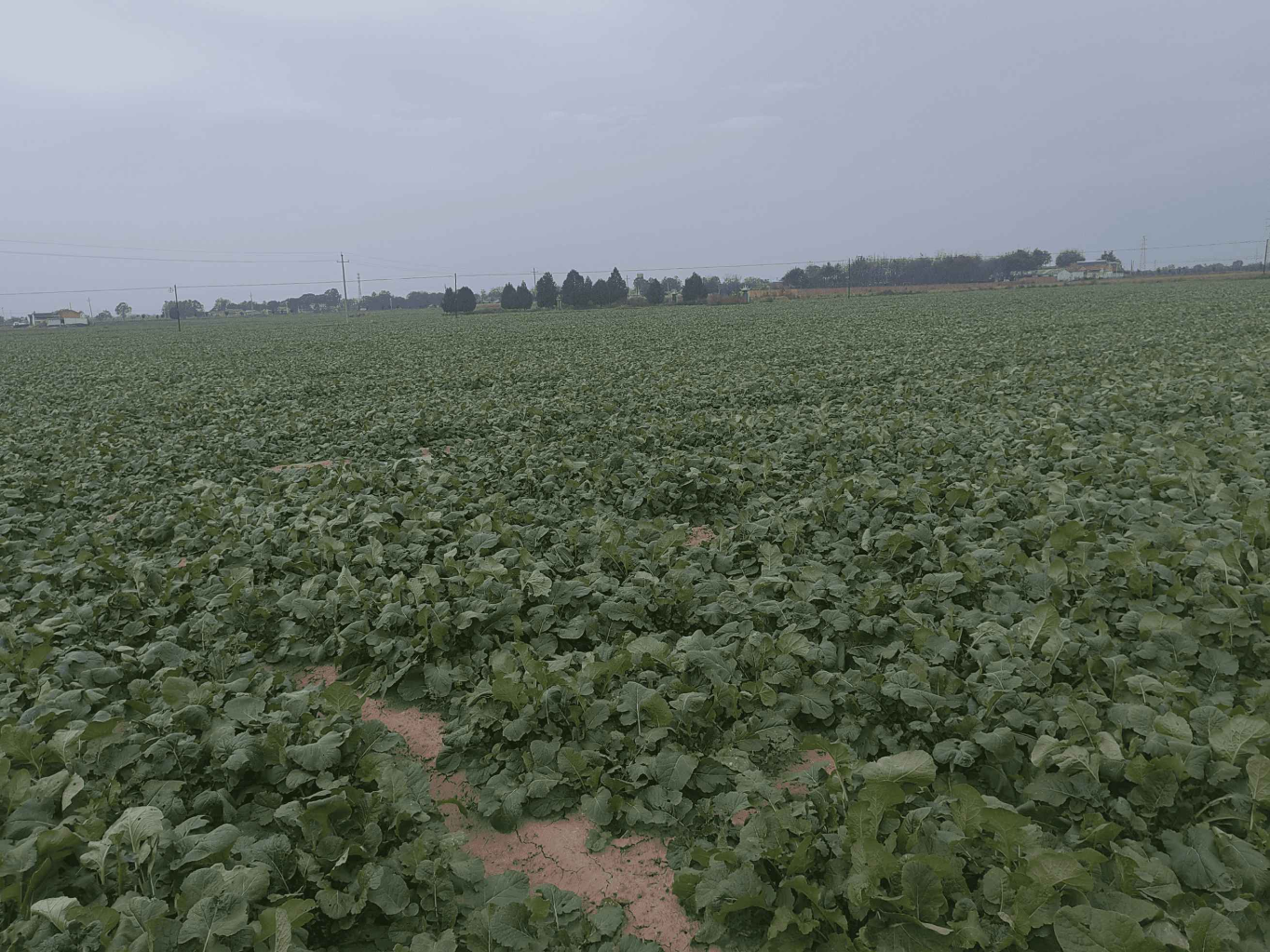 20241017114432139-88-8e52d.png_scale.png