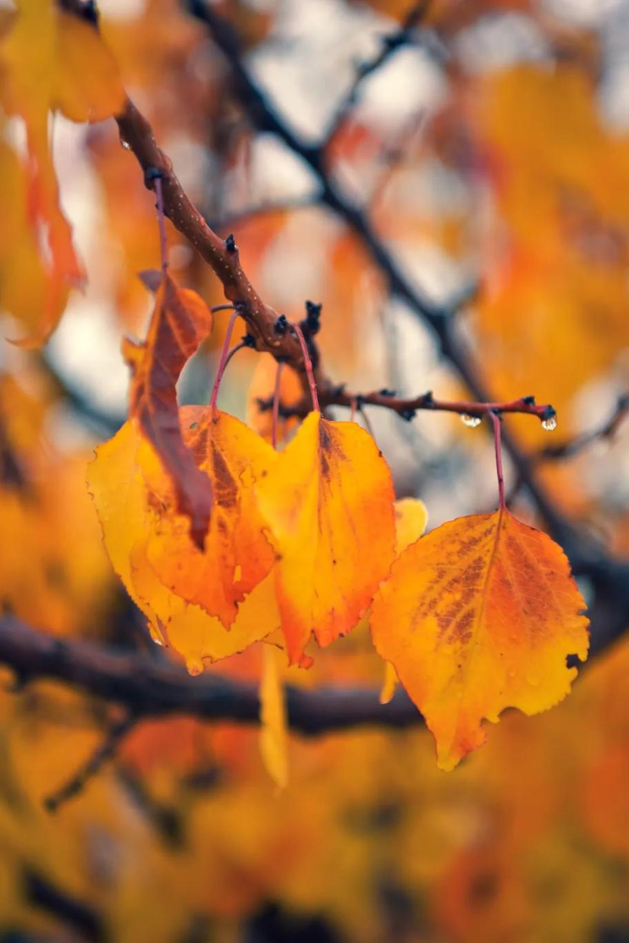 20241225103304946-44-74595.jpg_scale.jpg 20241225103304946-44-74595.jpg_scale.jpg