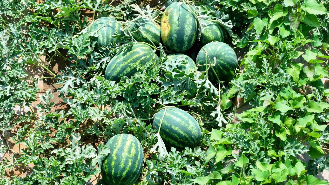 20250815112654118-19-29d09.jpg_scale.jpg