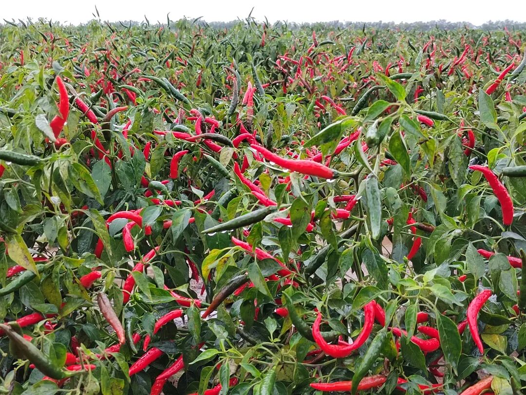 1758591671145024998.jpg ad6786da94c55cb762bc33d17737acb3.jpg