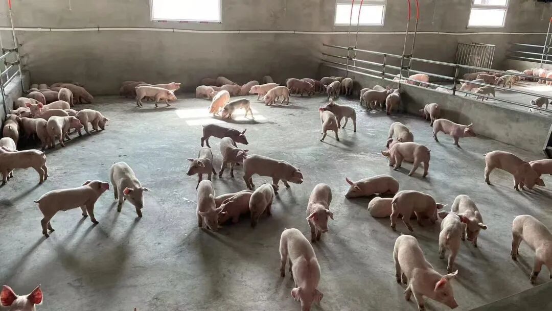 1758591707972060744.jpg 1758591707972060744.jpg