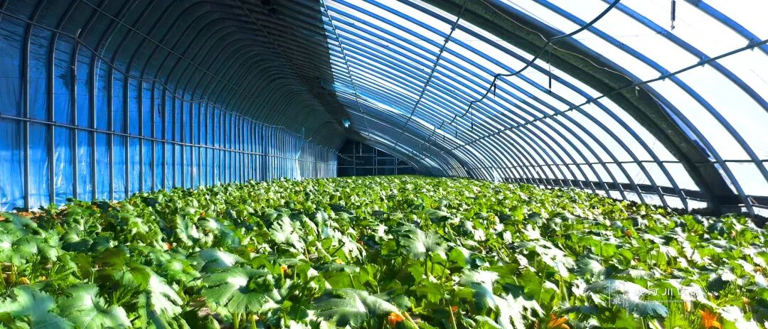 1758591801939062000.jpg dba08eb853b9e3f2aac6ec46b6a0299c.jpg