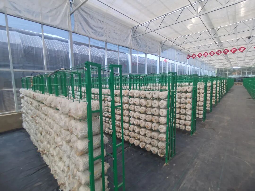 平泉镇荣丰食用菌合作社 图片