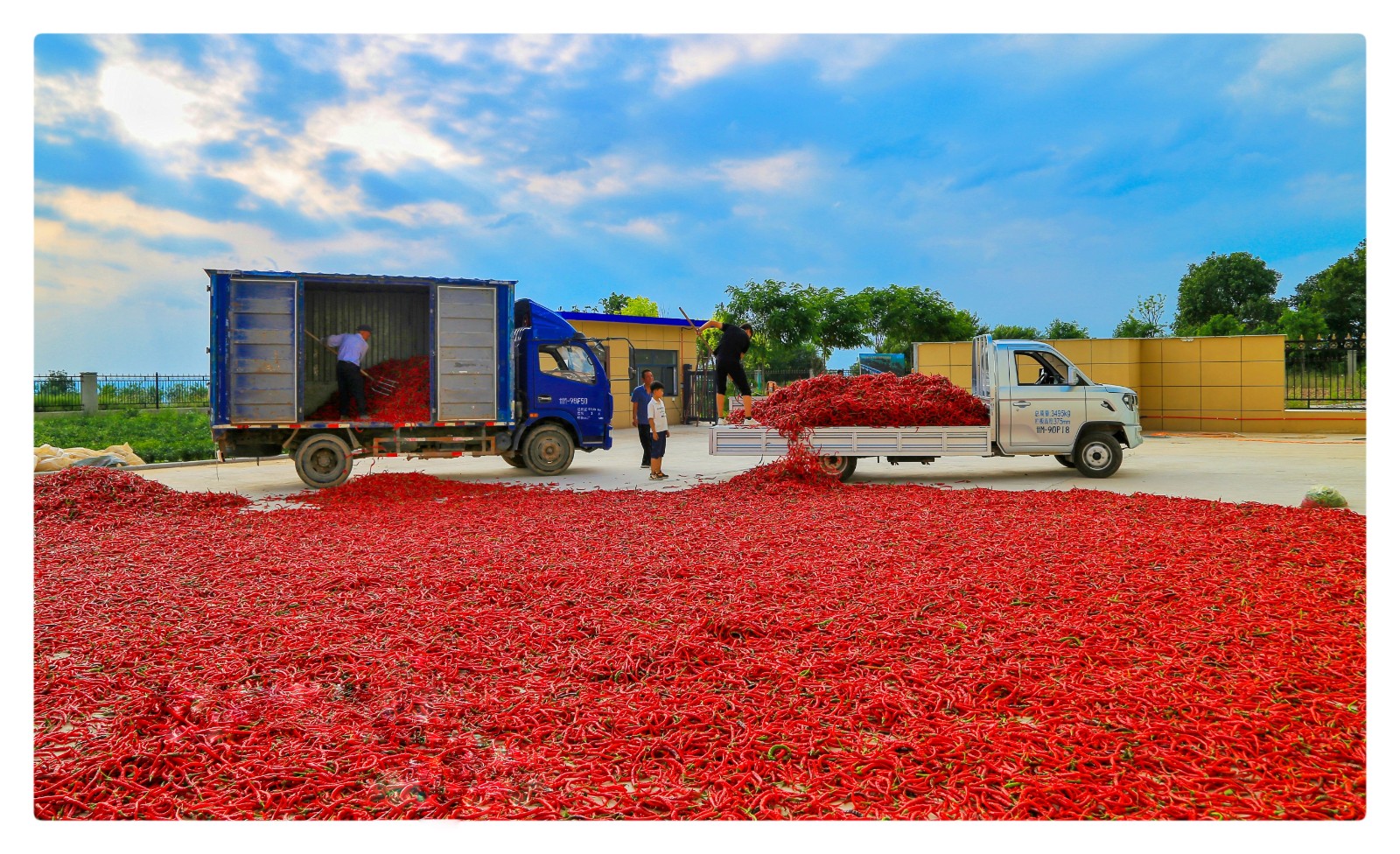 春荣镇露地辣椒喜获丰收。邵建设摄