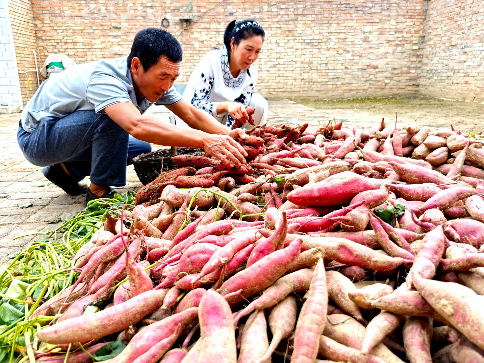 春荣镇王台村红薯喜获丰收。曹康摄