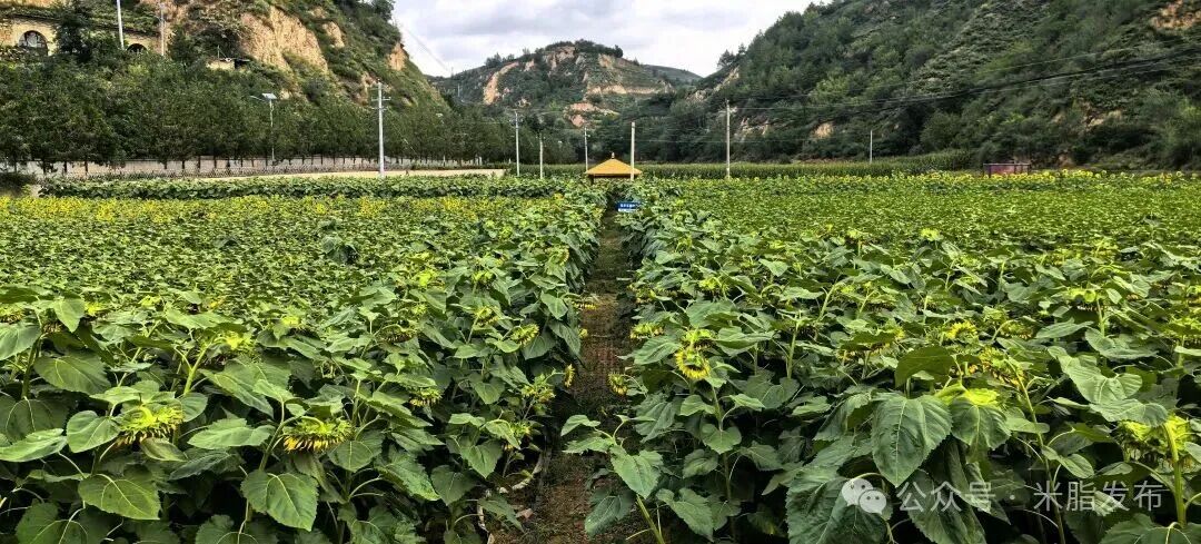 20251014192355430-12-05a41.jpg 20251014192355430-12-05a41.jpg