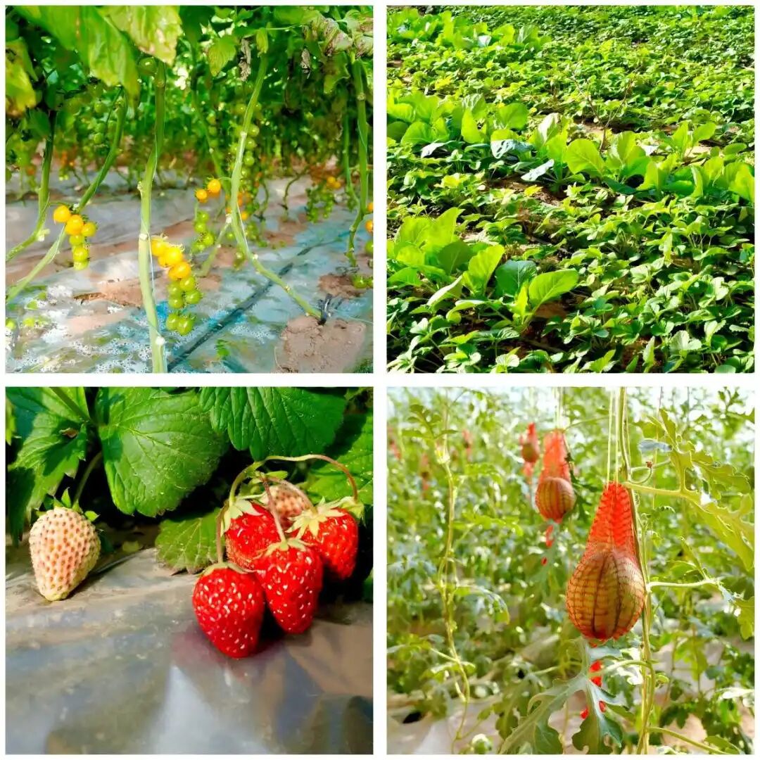 WPS拼图0.png 图片