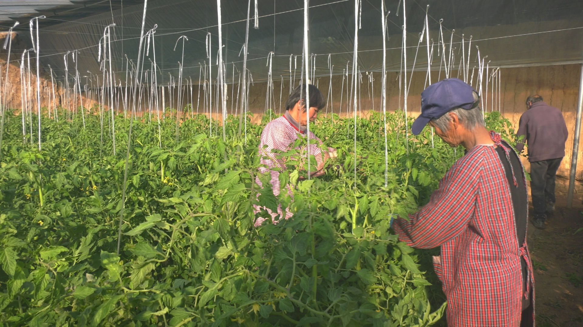 工人们正在给番茄植株盘蔓（本文图片来自富平县融媒体中心）