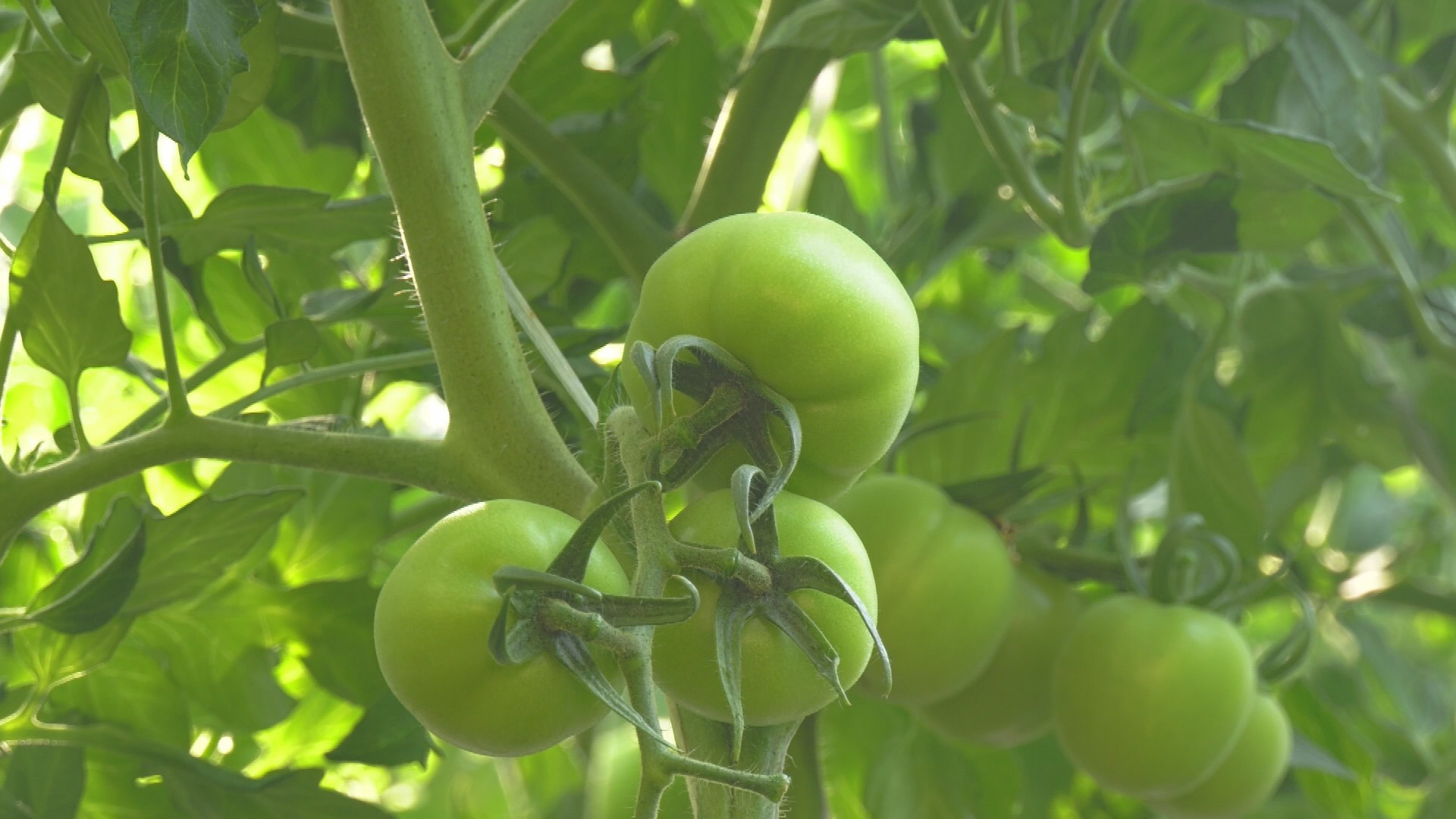 饱满圆润的番茄