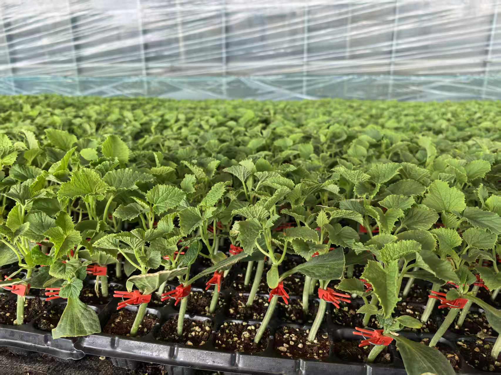 智能化育苗温室内甜瓜苗长势良好