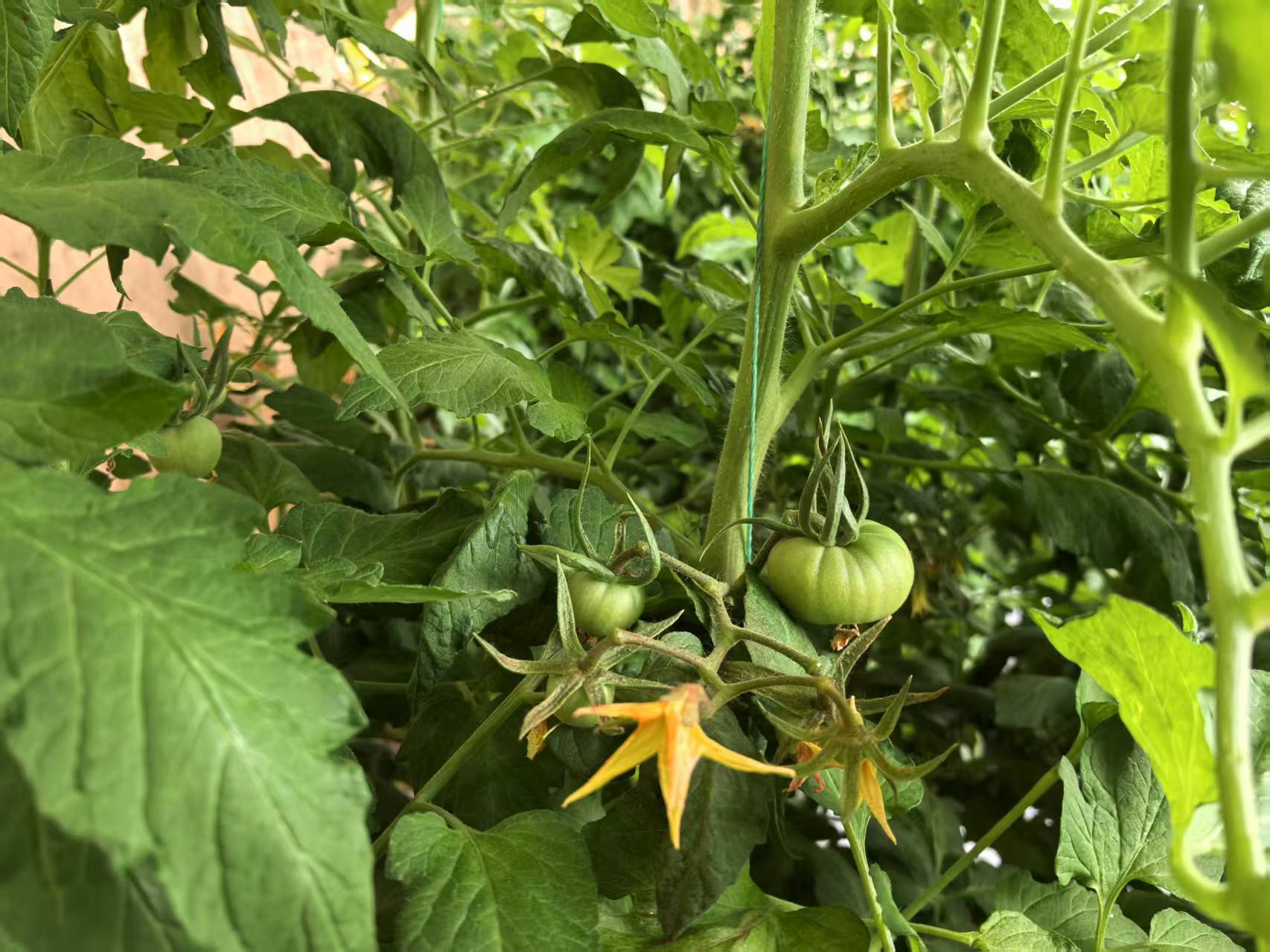 精细化管护让西红柿健康生长