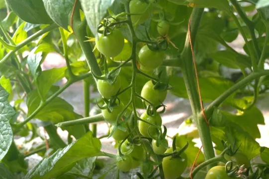 即将成熟的圣女果