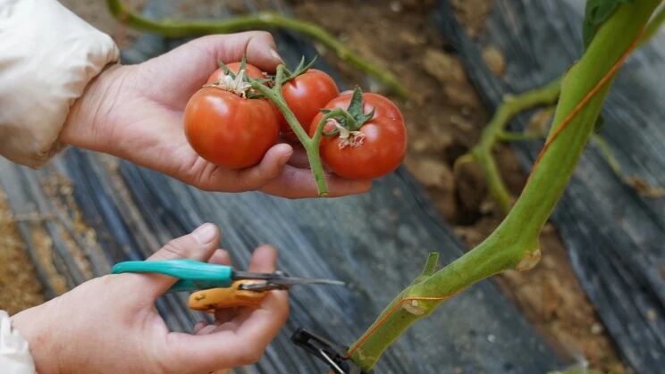 “草莓西红柿”陆续成熟