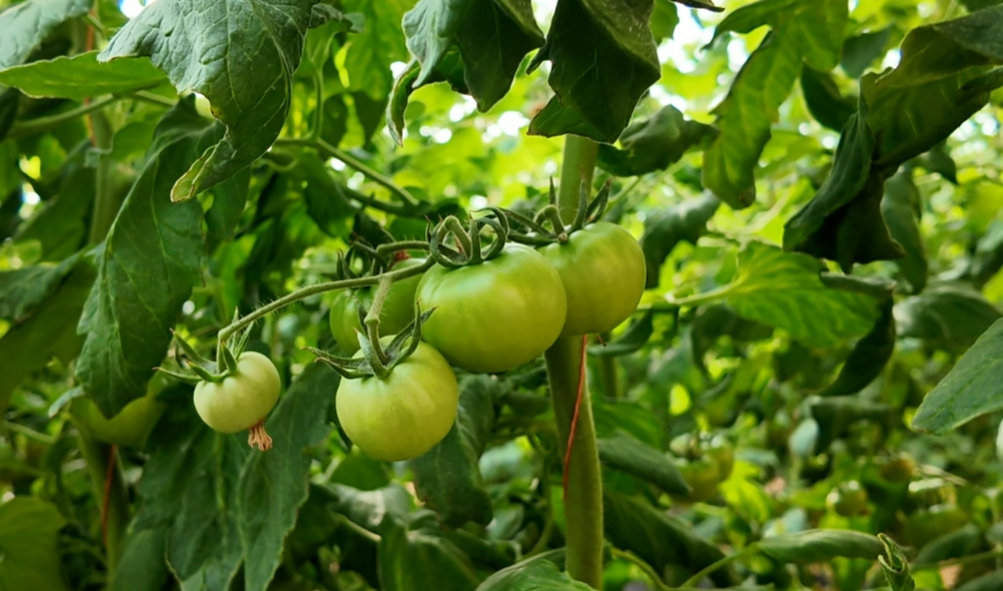 生长中的“草莓西红柿”