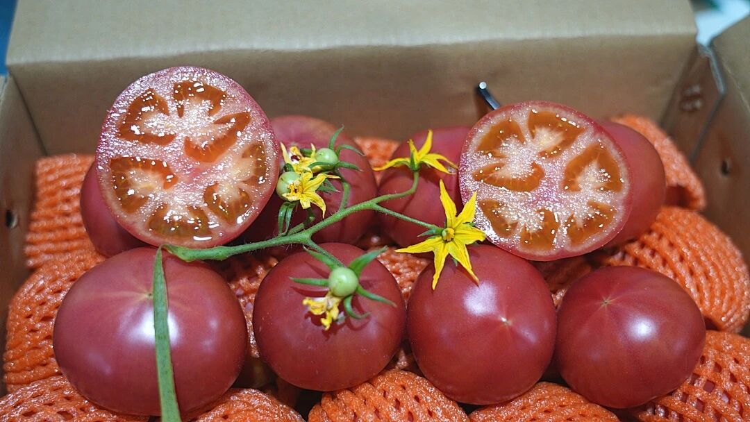 成熟的“草莓西红柿”