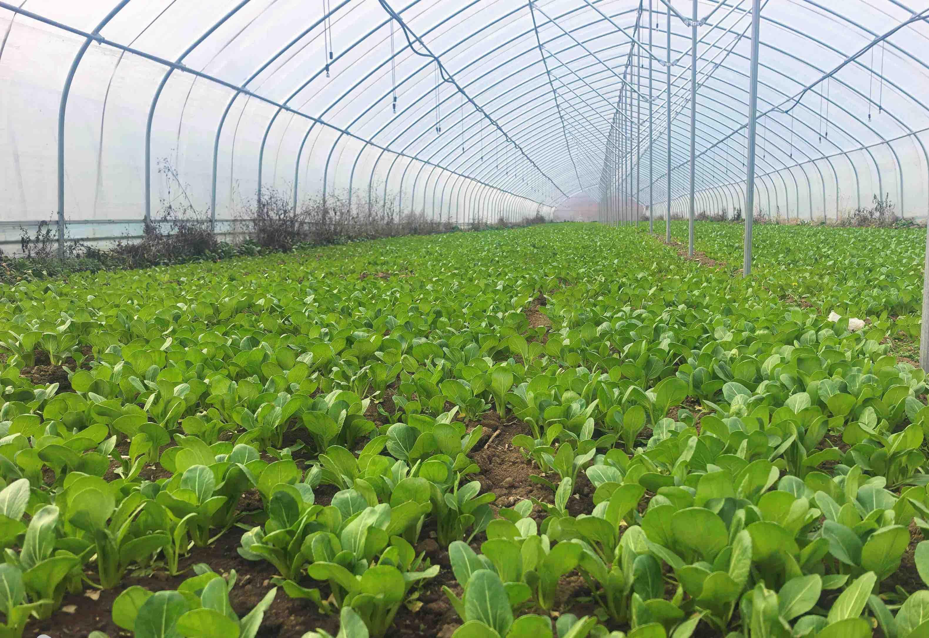 绿油油的鲜嫩蔬菜