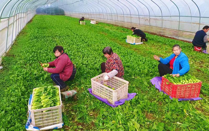 工人正在现场采摘