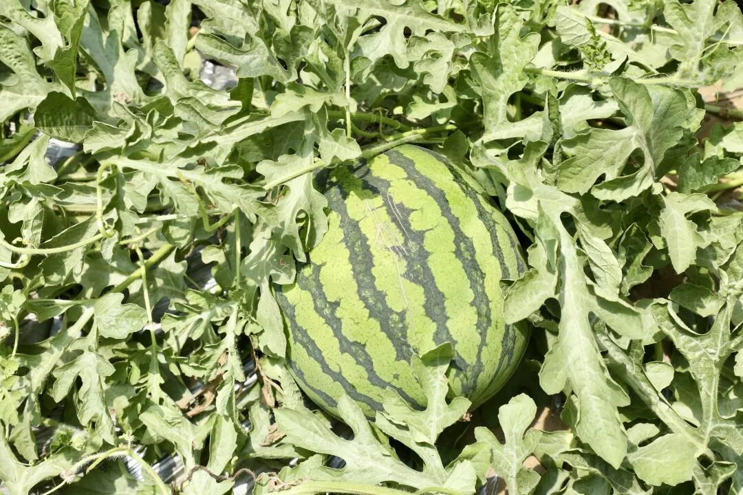 微信图片_20260610092941_634_73.jpg 微信图片_20260610092941_634_73.jpg